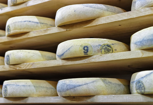 Wheels of aging Cheese in maturing cellar shelf Franche Comte