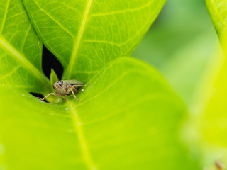 Locust Perched on Green Leaf