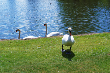 White swans in the park in Leeds Castle