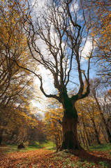 Abruzzo Bosco di Sant Antonio