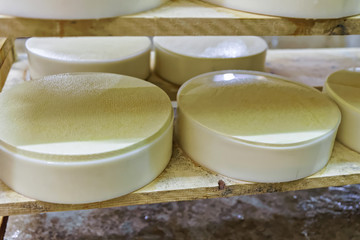 Young Cheese in maturing cellar Franche Comte creamery
