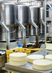 Young Gruyere Comte Cheese pressed in special forms at dairy © Roman Babakin