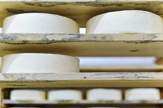Young Cheese on the maturing cellar Franche creamery Comte