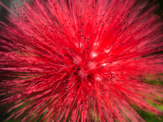 Red Powderpuff Flower Blooming