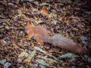 Closeup of cute squirrel in an autumn forest between fallen leaves. Funny curious red squirrel in autumn park.