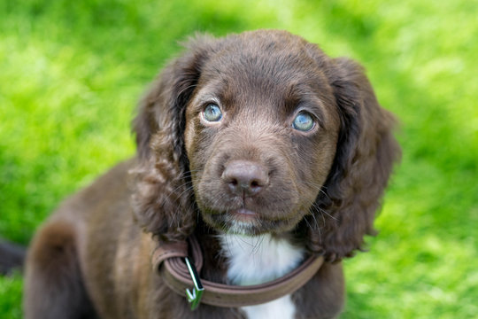 Portrait of a brown Sprocker Puppy