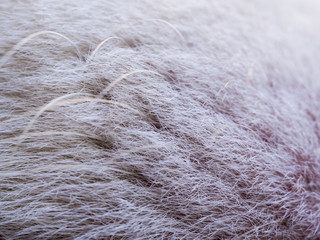 Tentacles and Hair of Siberian Husky