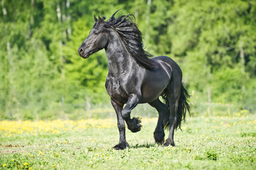 Obraz na płótnie Canvas Black Friesian horse runs gallop in summer time