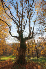Abruzzo Bosco di Sant Antonio