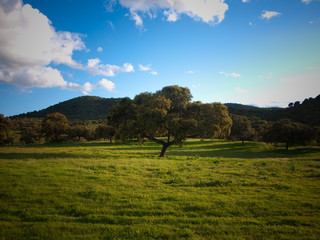 Fototapeta premium Precioso árbol en el medio del campo