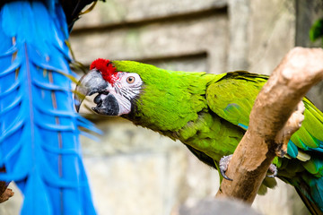 Military Macaw sitting on a branch at the zoo 