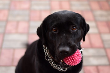 Чёрная собака порода лабрадор держит мяч в пасти