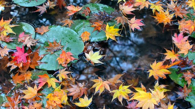 Colorful red, orange, and yellow autumn maple leaves falling into a lily pad pond