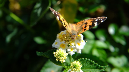 Butterfly macro