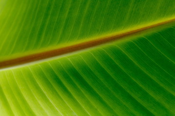 Green banana leaf background