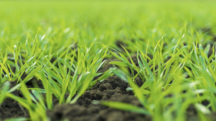 Young Wheat Sprouts Growing in the Field Close Up
