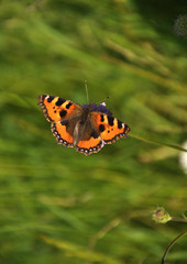 small tortoiseshell (Aglais urticae L.)