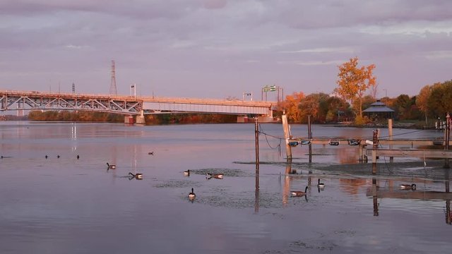 Wild ducks and gooses at Niagara River at sunrise