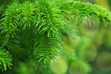 Closeup of Christmas-tree background