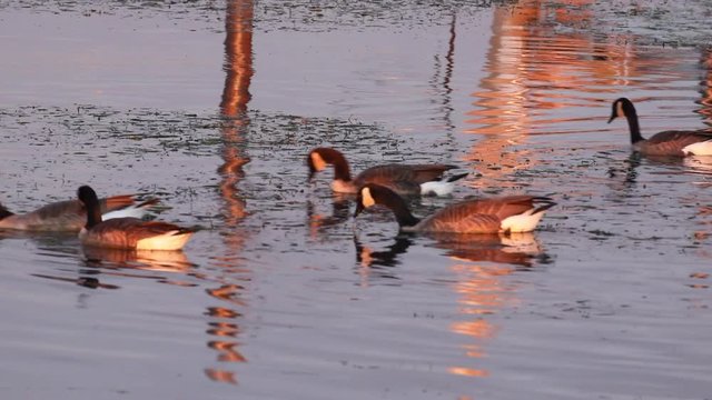 Wild ducks and gooses at Niagara River at sunrise