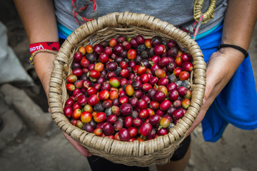 Cesta con granos rojos de café cogida con la mano