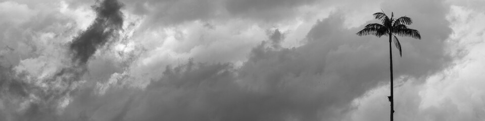 Palmera alta sobre fondo de nubes en blanco y negro