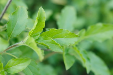 Green holy basil leaf is a member of mint herb and Lamiaceae family. It's garnish of many Thai food