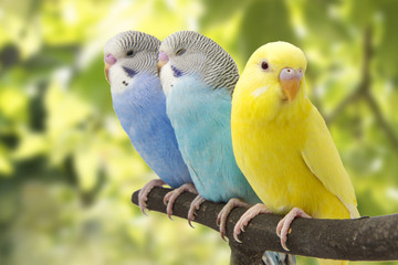 three budgies are in the roost
