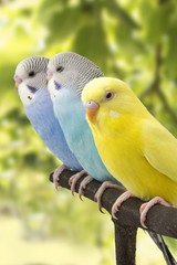 three budgies are in the roost