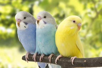 Foto op Canvas three budgies are in the roost © khmel