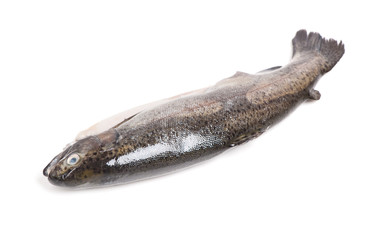 Fototapeta premium Gutted trout isolated