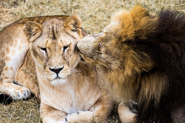 lions kiss