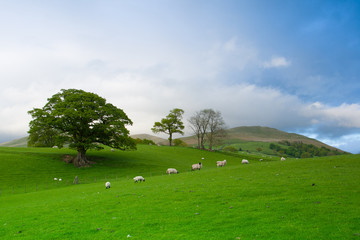 Obraz premium Green fields in the English countryside with grazing sheep. Engl