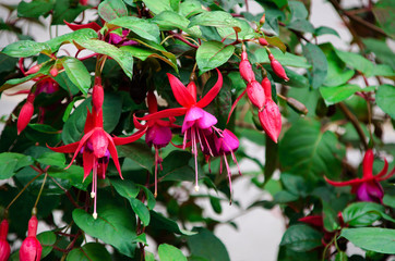 Hanging fuchsia flowers in shades of pink, purple and white