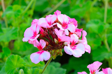 Beautiful geranium in the garden