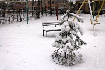 Snowy tree in the yard