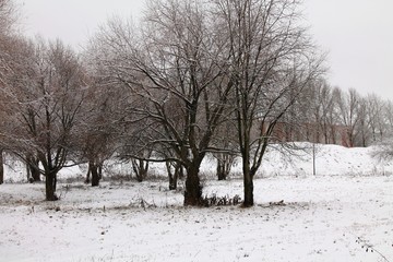 Snow landscape