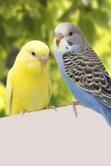 two birds are on a green background