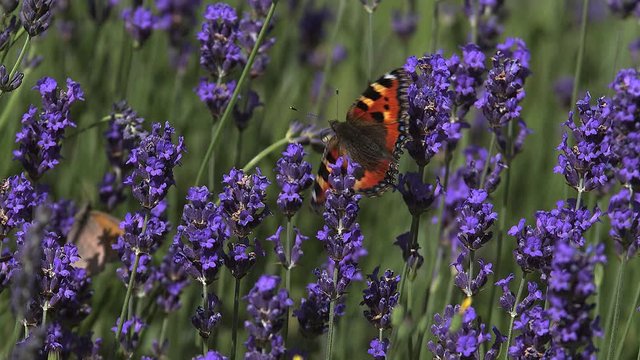Small Tortoiseshell Butterfly, aglais urticae, Sucking Nectar from Laverder Flowers, Normandy, Slow motion