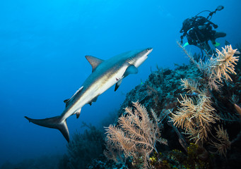 Grey reef shark and photographer