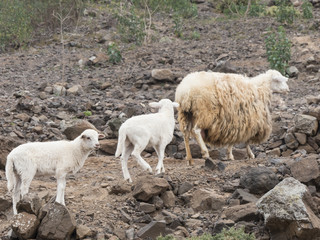 Sheep with massive wool on the Canary Islands and two lambs.