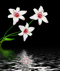 Flower lily isolated on black background. summer