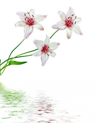 Naklejka na ściany i meble Flower lily isolated on white background. summer