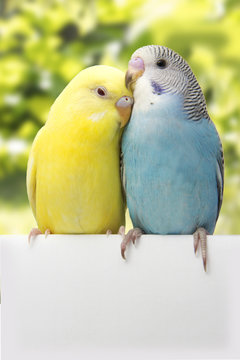 two birds are on a green background