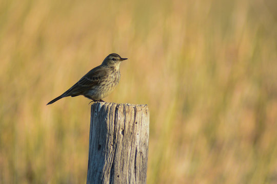 Pispola (Anthus pratensis) su paletto legno