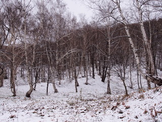 冬の里山
