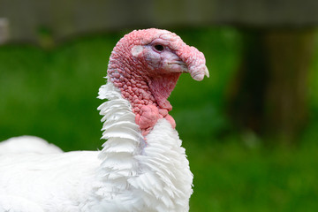 turkey  in free range