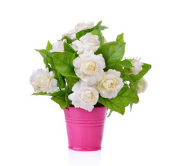 Jasmine flower with leaves