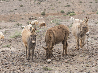 Tree donkeys standing in the dessert.