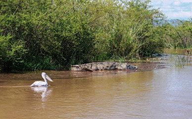 The Nile crocodile and White pelican in Chamo lake, Nechisar national park, Ethiopia